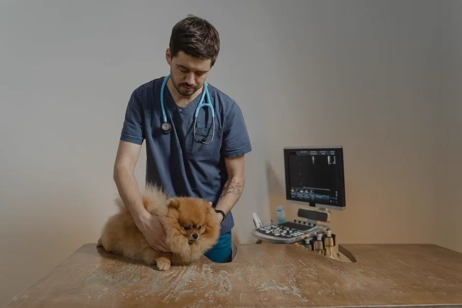 Eläinlääkäri tutkii pientä punaista pomeranian-koiraa tutkimuspöydällä, taustalla diagnostiikkalaite